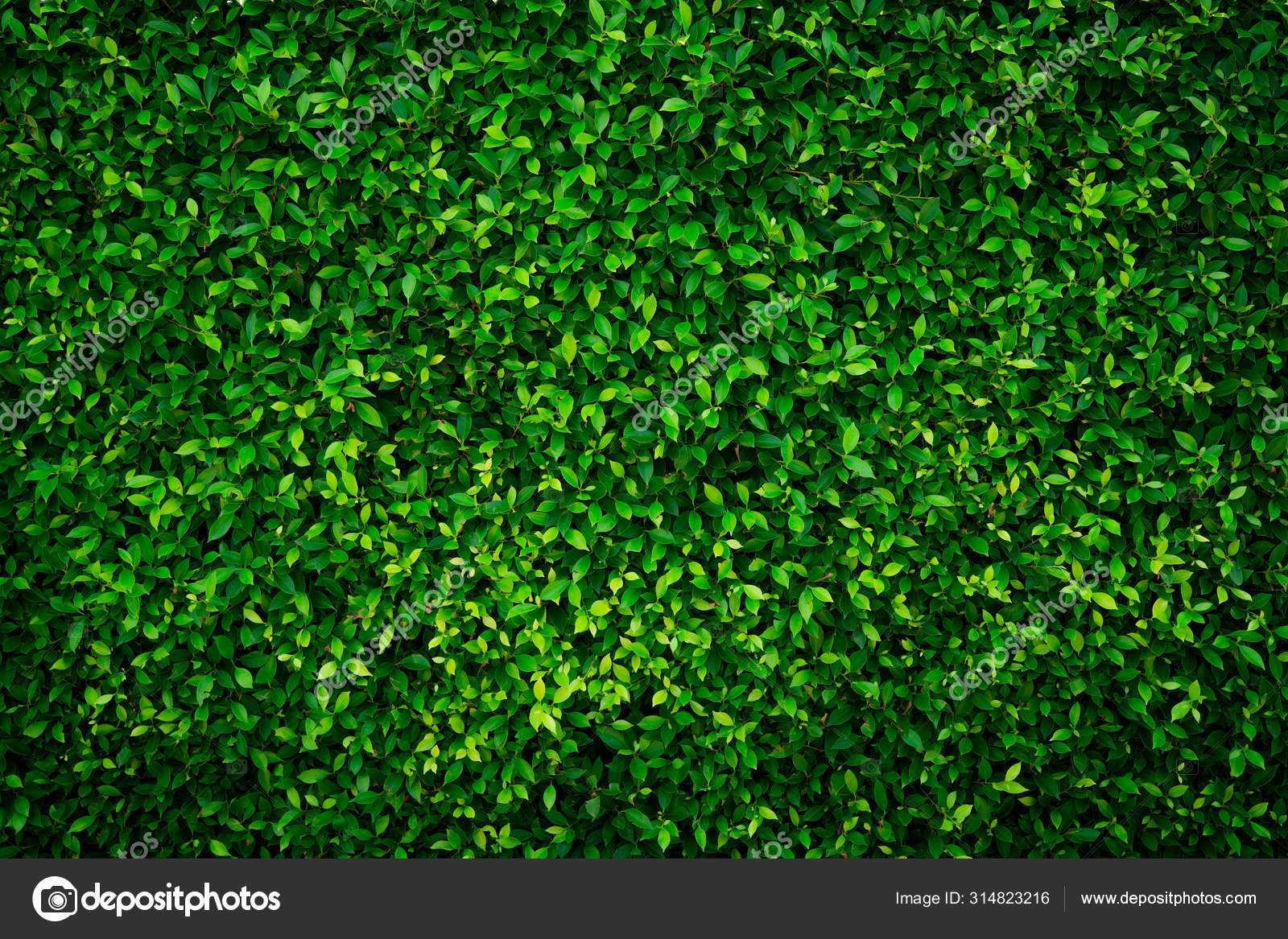 Small green leaves texture background with beautiful pattern. Clean  environment. Ornamental plant in the garden. Eco wall. Organic natural  background. Many leaves reduce dust in air. Tropical forest. Stock Photo by  ©Fahroni
