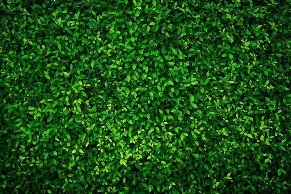 Pequeñas hojas verdes textura de fondo con hermoso patrón. Medio ambiente limpio. Planta ornamental en el jardín. Eco pared. Fondo natural orgánico. Muchas hojas reducen el polvo en el aire. Bosque tropical . — Foto de Stock