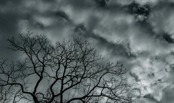 Silhouette dead tree and branch on grey sky background. Black branches of tree. Nature texture background. Art background for sad, dead, lonely, hopeless, and despair. Halloween day background. — Stock Photo, Image