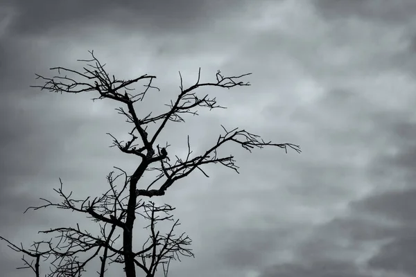 Silhouet Dode Boom Donkere Dramatische Hemel Witte Wolken Achtergrond Voor — Stockfoto