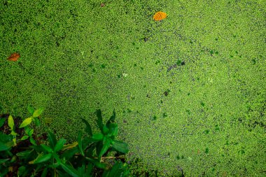 Gölde süzülen yeşil ördek otu ve kuru yaprakların en üst görüntüsü. Balık beslemek için protein bitkisi. Ördek yosunuyla su tarımı sistemi yeniden yapılandırılıyor. Ördek otu yetiştirme göleti. Sudaki yeşil küçük bitki