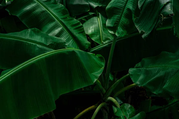 Banana Foglie Verdi Sfondo Scuro Foglia Banana Nel Giardino Tropicale — Foto Stock