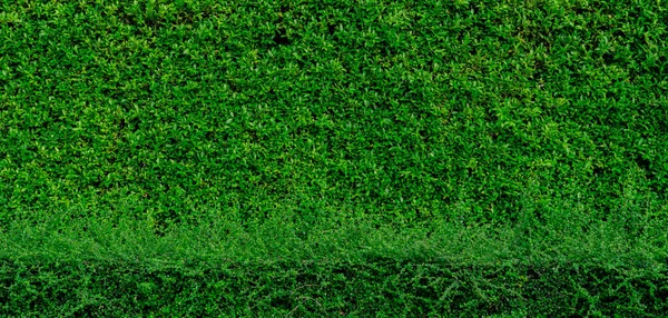 Güzel Desenli Küçük Yeşil Yaprak Dokusu Temiz Bir Çevre Bahçedeki — Stok fotoğraf