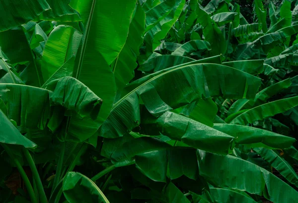 Hojas Verdes Plátano Sobre Fondo Oscuro Hoja Plátano Jardín Tropical —  Fotos de Stock