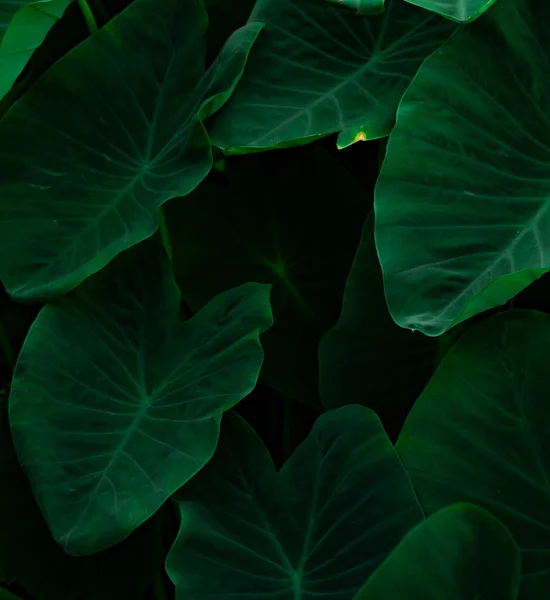 Ormanda Fil Kulağının Yakın Yeşil Yaprakları Yeşil Yaprak Desenli Arka — Stok fotoğraf
