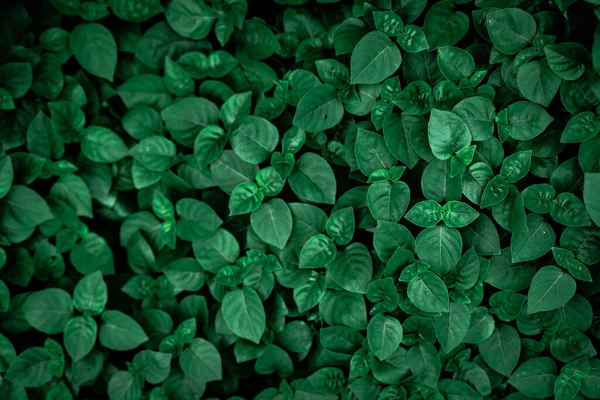 Dense Foglie Verde Scuro Giardino Texture Foglia Verde Smeraldo Natura — Foto Stock