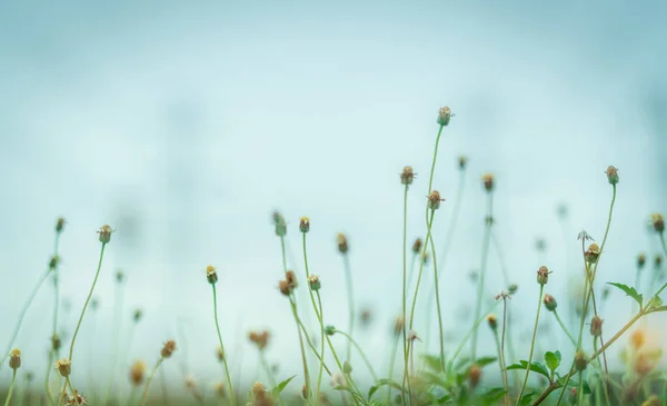 Селективное Фокусирование Травяного Цветка Саду Размытом Фоне Травянистого Цветочного Поля — стоковое фото