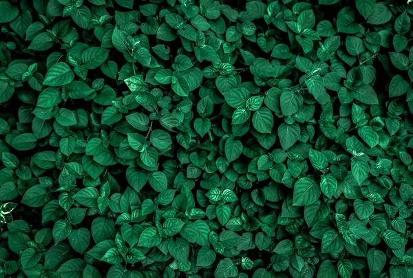 Dichte Dunkelgrüne Blätter Garten Smaragdgrüne Blatttextur Natur Abstrakter Hintergrund Tropenwald — Stockfoto