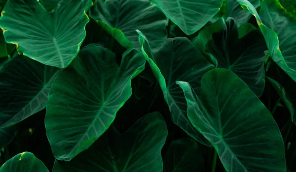 Ormanda Fil Kulağının Yeşil Yaprakları Yeşil Yaprak Dokusu Çok Tropikal — Stok fotoğraf