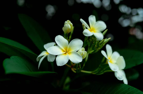 Zbliżenie Frangipani Kwiaty Zielonymi Liśćmi Rozmytym Tle Bokeh Biały Kwiat — Zdjęcie stockowe