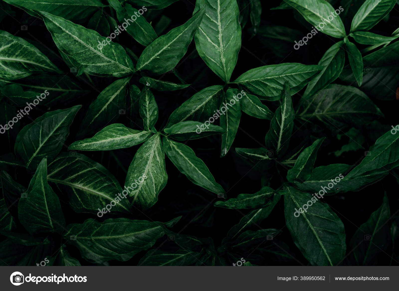 Dark Green Leaves Garden Emerald Green Leaf Texture Nature Abstract Stock  Photo by ©Fahroni 389950562