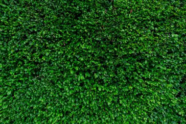 Küçük yeşil yaprak dokusu. Evergreen çit bitkileri. Çevre duvarı. Organik doğal arka plan. Temiz bir çevre. Bahçedeki süs bitkisi. Birçok yaprak havadaki tozu azaltır. Tropik bahçe.