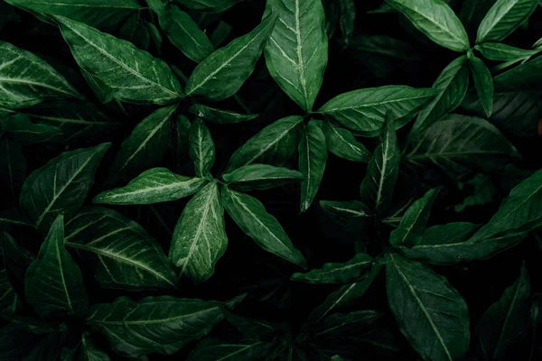 Sötétzöld Levelek Kertben Smaragdzöld Levél Textúra Természet Elvont Háttér Trópusi — Stock Fotó