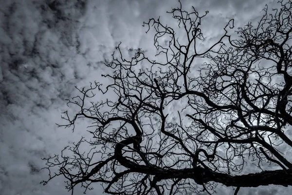 Silhueta Árvore Morta Escuro Céu Dramático Nuvens Brancas Fundo Para — Fotografia de Stock