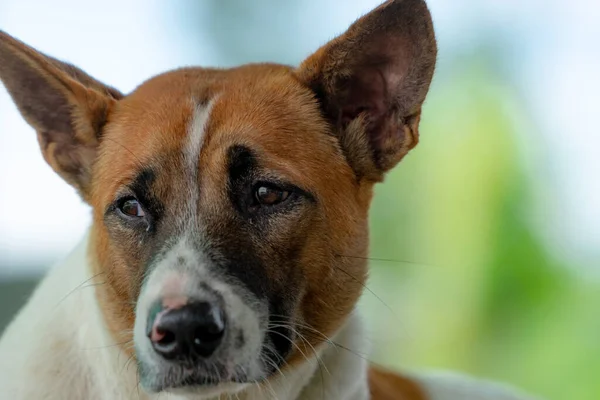 Λυπηρό Σκυλί Που Δείχνει Ένοχος Γλυκό Ζώο Αστείο Πρόσωπο Κατοικίδιου — Φωτογραφία Αρχείου