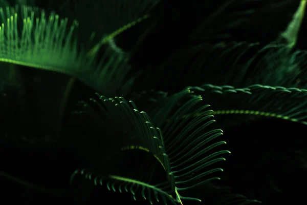 庭の濃い緑の葉 緑の葉の質感 自然抽象的な背景 熱帯林 夜には濃い緑色の葉の上からの眺め 熱帯植物の壁紙 — ストック写真