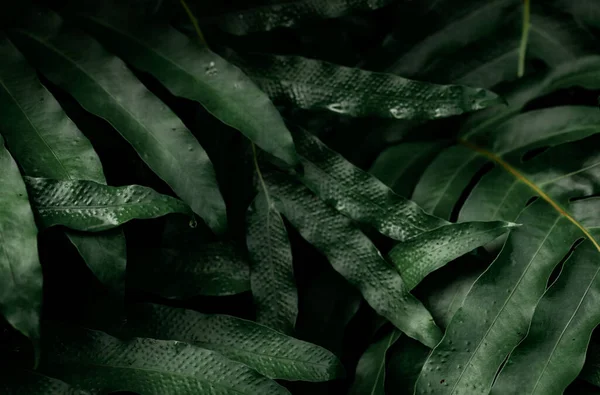 Hojas Color Verde Oscuro Con Gotas Agua Jardín Textura Hoja —  Fotos de Stock