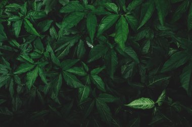 Bahçede koyu yeşil yapraklar. Zümrüt yeşili yaprak dokusu. Doğa soyut arka plan. Tropik orman. Koyu yeşil yaprakların üzerinde doğal desenler var. Duvar kağıdı için tropik bitki. Yeşiller.