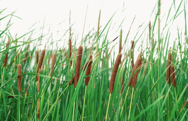 Typha Angustifolia Veld Groen Gras Bruine Bloemen Cattails Geïsoleerd Witte — Stockfoto