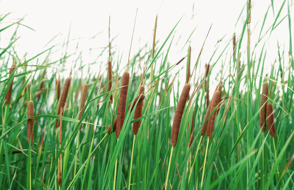 Typha angustifolia field. Green grass and brown flowers. Cattails isolated on white background. Plant's leaves are flat, very narrow and tall. The stalks are topped with brown, fluffy, sausage-shaped 