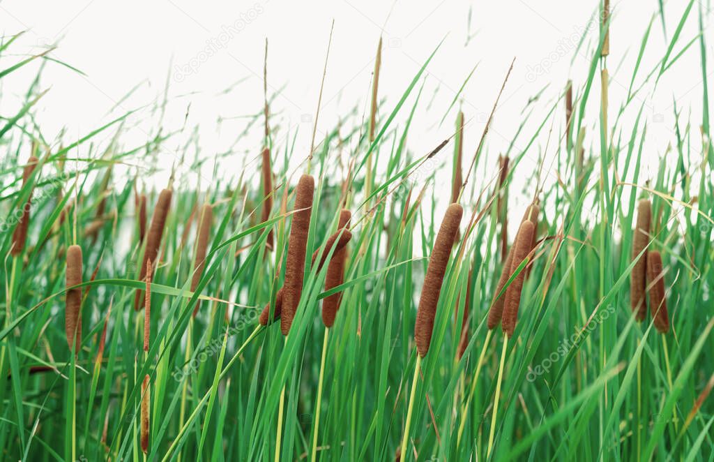 Typha angustifolia field. Green grass and brown flowers. Cattails isolated on white background. Plant's leaves are flat, very narrow and tall. The stalks are topped with brown, fluffy, sausage-shaped 