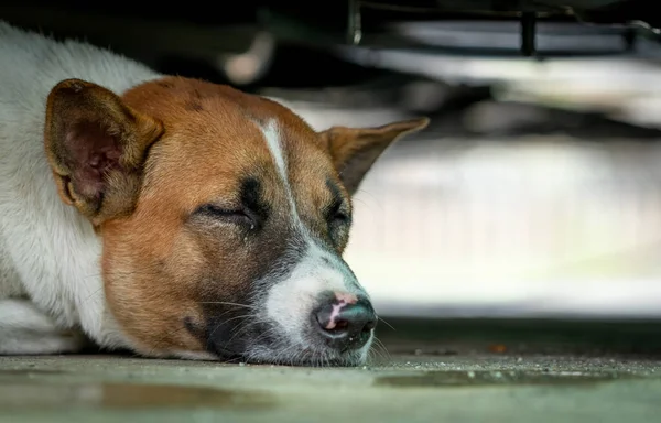 狗睡在车底的地板上 可爱的动物 睡狗的脸 累了的狗小睡一下 做个好梦好好休息吧放松 冷静下来 孤独寂寞的宠物在外面的家 — 图库照片