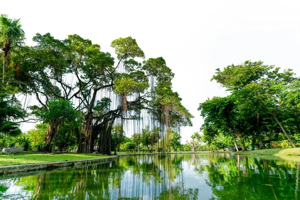 Raintree Muchos Árboles Verdes Parque Estanque Árboles Césped Hierba Verde — Foto de Stock