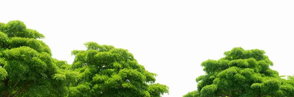 Trees Green Leaves Isolated White Background Tree Light Green Leaves — Stock Photo, Image