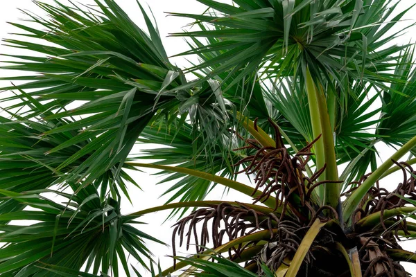 Suikerpalm Talapalm Borassus Flabellifer Boom Groene Bladeren Geïsoleerd Witte Achtergrond — Stockfoto