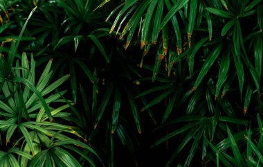 Bahçedeki koyu yeşil yapraklara odaklan. Zümrüt yeşili yaprak dokusu. Doğa soyut arka plan. Tropik orman. Koyu yeşil yaprakların üzerinde doğal desenler var. Tropik bitki.