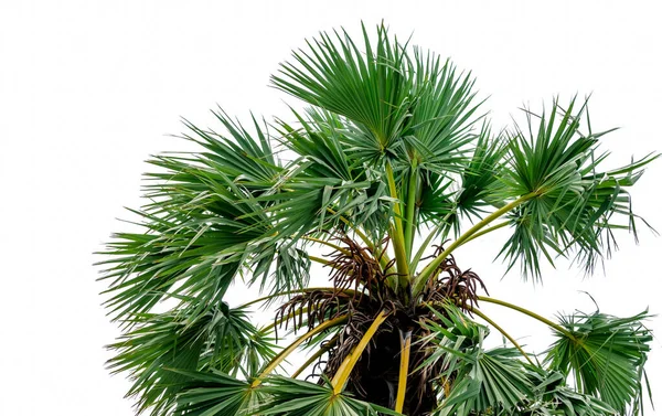 Zuckerpalme Oder Tala Palme Borassus Flabellifer Und Grüne Blätter Isoliert — Stockfoto