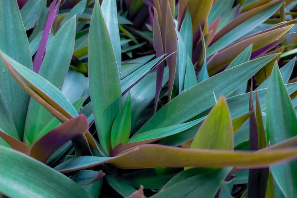 Osztriga Növény Tradescantia Spathacea Szekrény Zöld Lila Levelek Gyógynövény Gyógynövény — Stock Fotó