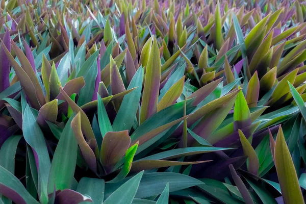 Planta Ostra Tradescantia Spathacea Primeros Planos Hojas Verdes Púrpuras Plantas —  Fotos de Stock