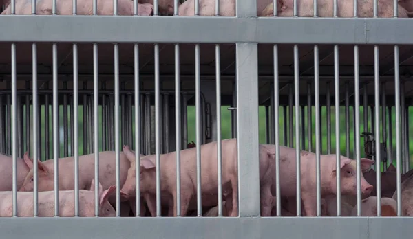 트럭에 돼지들이 농장에서도 살장으로 다니고 아프리카 Asf Swine Flu H1N1 — 스톡 사진