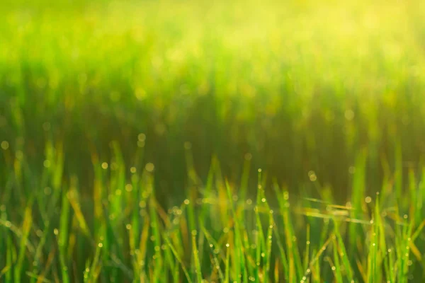 Flou Riz Vert Rizière Champ Herbe Verte Fraîche Avec Gouttes — Photo