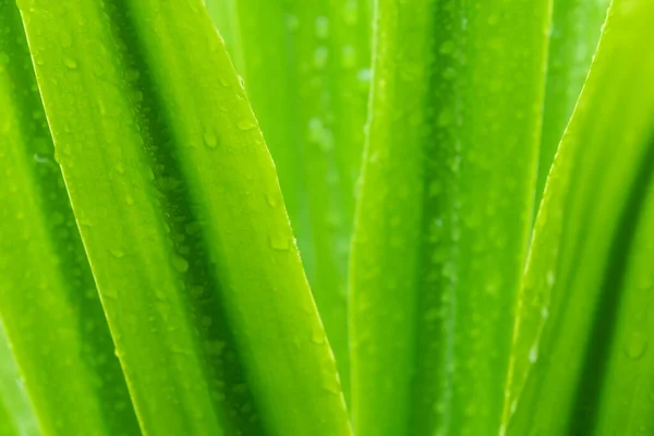 Enfoque Selectivo Hojas Verdes Frescas Con Gota Lluvia Gotas Agua — Foto de Stock