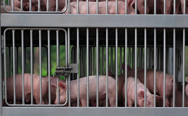 트럭에 돼지들이 농장에서도 살장으로 다니고 아프리카 Asf Swine Flu H1N1 — 스톡 사진