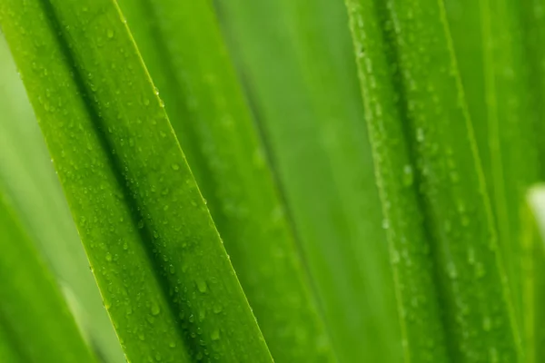 Selektiver Fokus Auf Frische Grüne Blätter Mit Regentropfen Wassertropfen Oder — Stockfoto