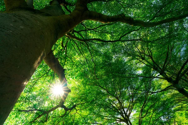 Vue Bas Tronc Arbre Vers Les Feuilles Vertes Grand Arbre — Photo