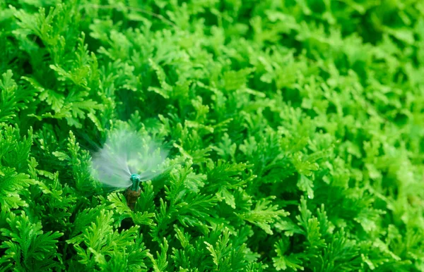 Automatischer Rasensprenger Zur Bewässerung Grüner Pflanzen Sprinkler Mit Automatischem System — Stockfoto