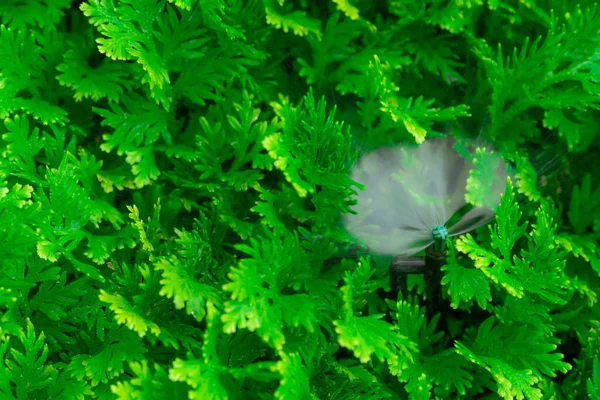 自動芝生スプリンクラー散水緑の植物 自動システムとスプリンクラー 庭灌漑システムは芝生に散水する スプリンクラーシステムメンテナンスサービス ホームサービス灌漑スプリンクラー — ストック写真