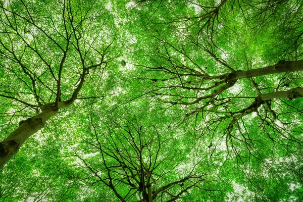Vista Inferior Tronco Árvore Folhas Verdes Árvore Grande Floresta Tropical — Fotografia de Stock