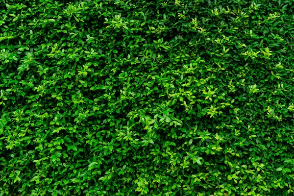 Closeup Evergreen Hedge Plants Small Green Leaves Hedge Wall Texture — Stock Photo, Image