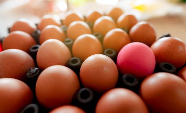 Tavuk çiftliğinde siyah plastik tepside yumurta. Kutudaki yumurtalar. Organik çiftlikten tavuk yumurtaları. Kümes hayvanı ürünü. Olağanüstü bir kavram. Kalabalığın arasında pembe tuzlu yumurta, plastik tepside kahverengi yumurtalar. Protein yiyeceği..