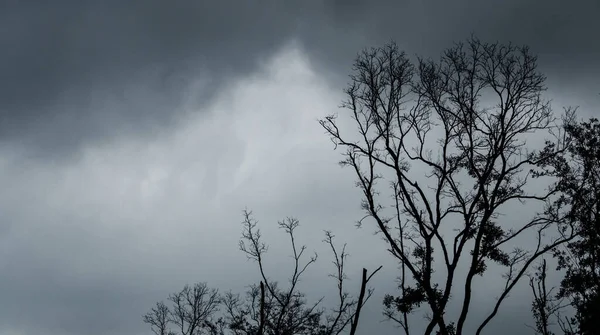 Silhouette Toter Baum Vor Dunklem Himmel Und Schwarzen Wolken Dunkler — Stockfoto