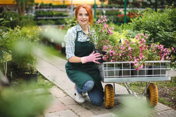 Mutlu bir şekilde fotoğraf makinesindeki sera bahçe sepeti çiçeklerle çalışırken seyir pembe eldiven ve önlük oldukça gülümseyen çiçekçi