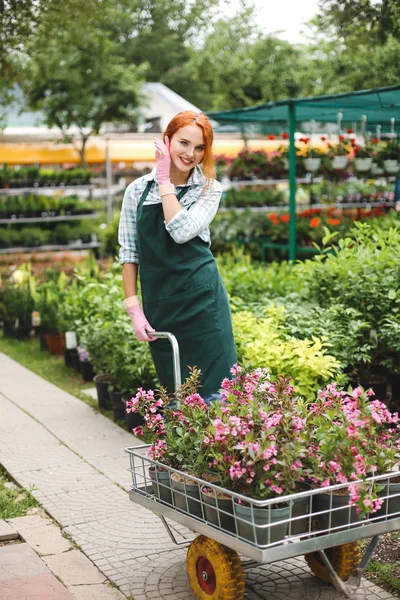 Mutlu bir şekilde kamera duran çiçekli bahçe sepeti sera içinde seyir önlük ve pembe eldiven neşeli çiçekçi