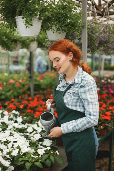 Young smiling florist in apron standing with watering can and water the flowers while working in greenhouse — Stock Image Young Smiling Florist Apron Standing Watering Can Water Flowers While Stock Picture