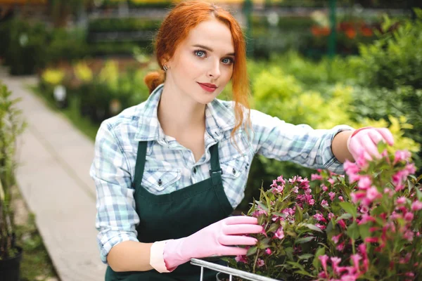 Pretty florist in apron and pink gloves dreamily looking in camera while working with flowers in greenhouse — Stock Image Pretty Florist Apron Pink Gloves Dreamily Looking Camera While Working Stock Picture