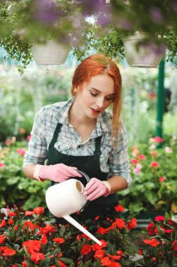 Genç güzel çiçekçi sulama ile önlük ayakta olabilir ve serada çalışırken çiçekleri sulamayı